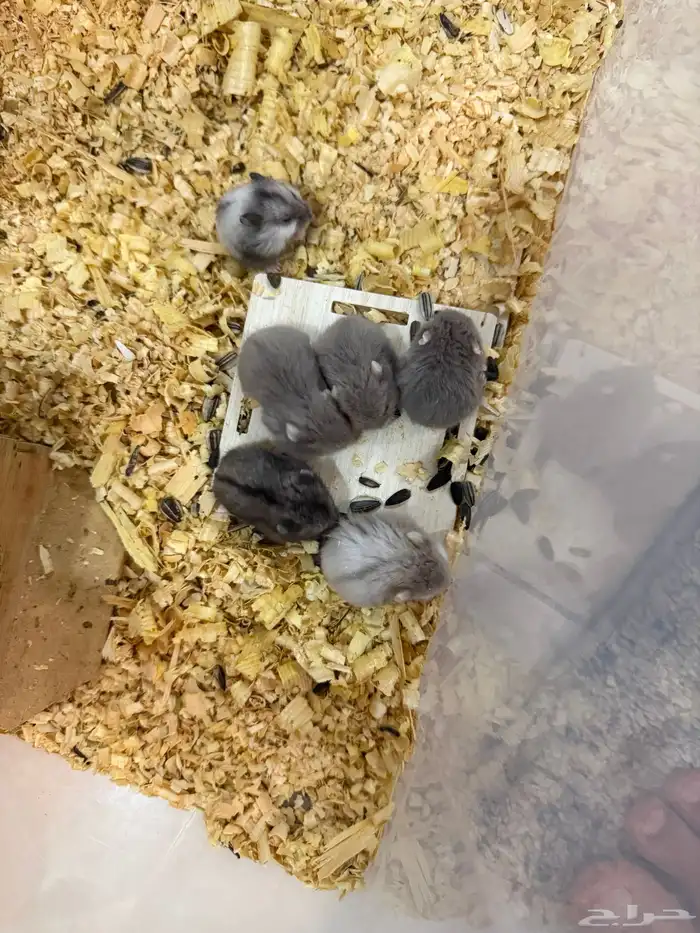 هامستر ب 15 ريال فقط 11