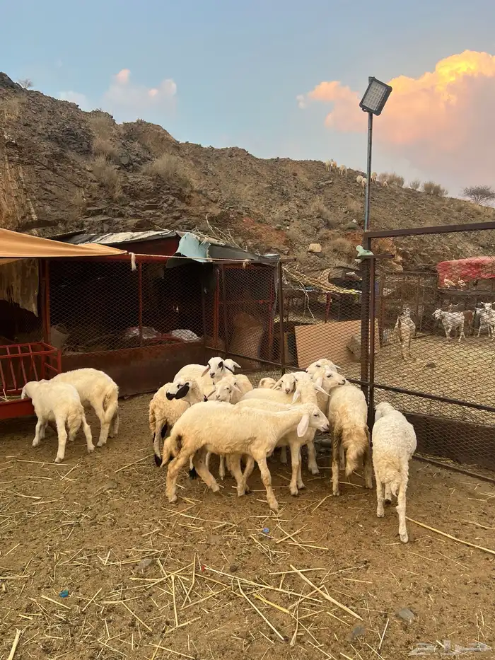 طليان ورخال 4