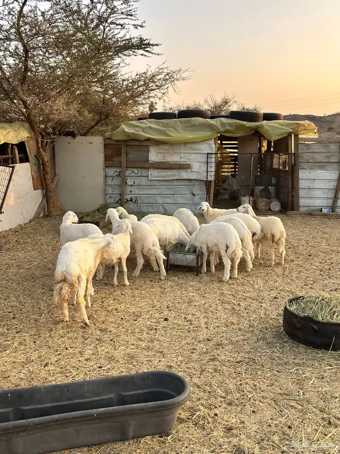 بهم تربيه نظيف 1