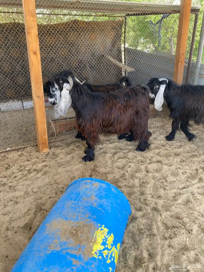 تيوس عوارض مشاريع للبيع 9