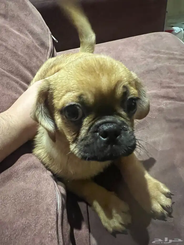 كلب كلاب باغ اليف نظيف 0