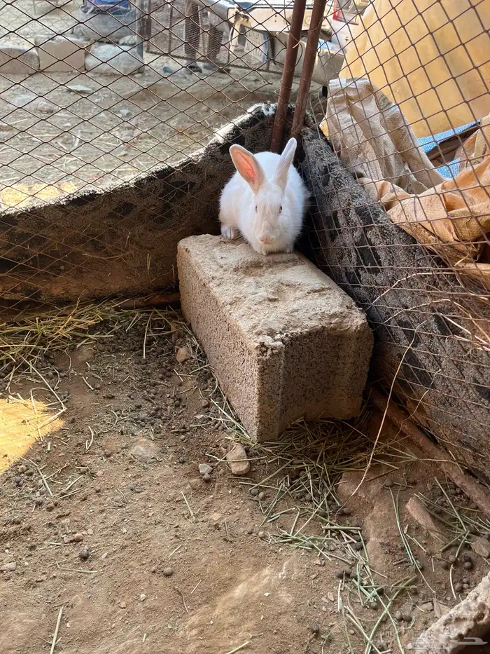 ارانب للبيع 3