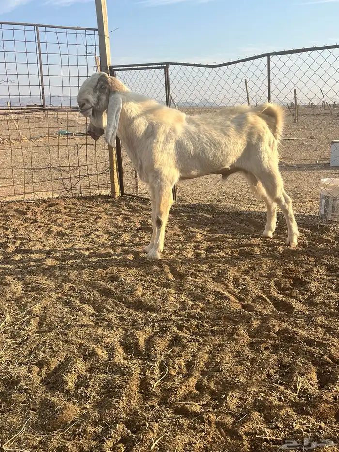 للبيع تيس طيب جباره وعضم 0