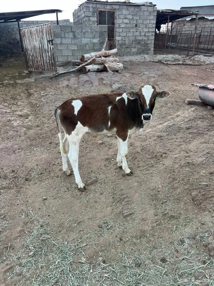 حسلان بلدي 8