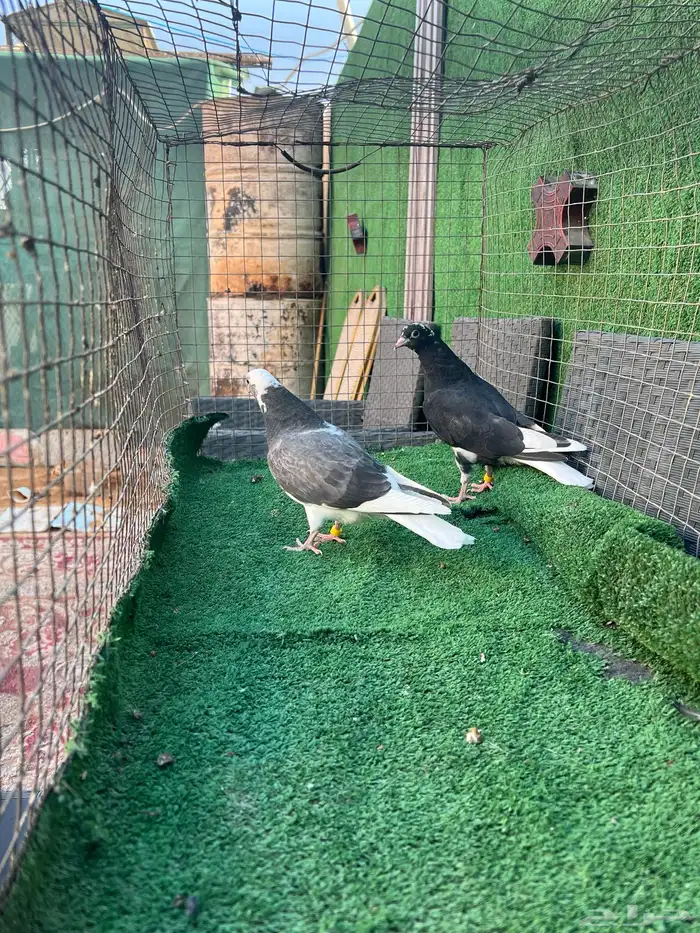 حمام قطايف طبات 7