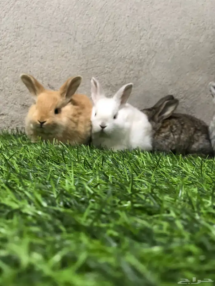 ارانب صغار 12