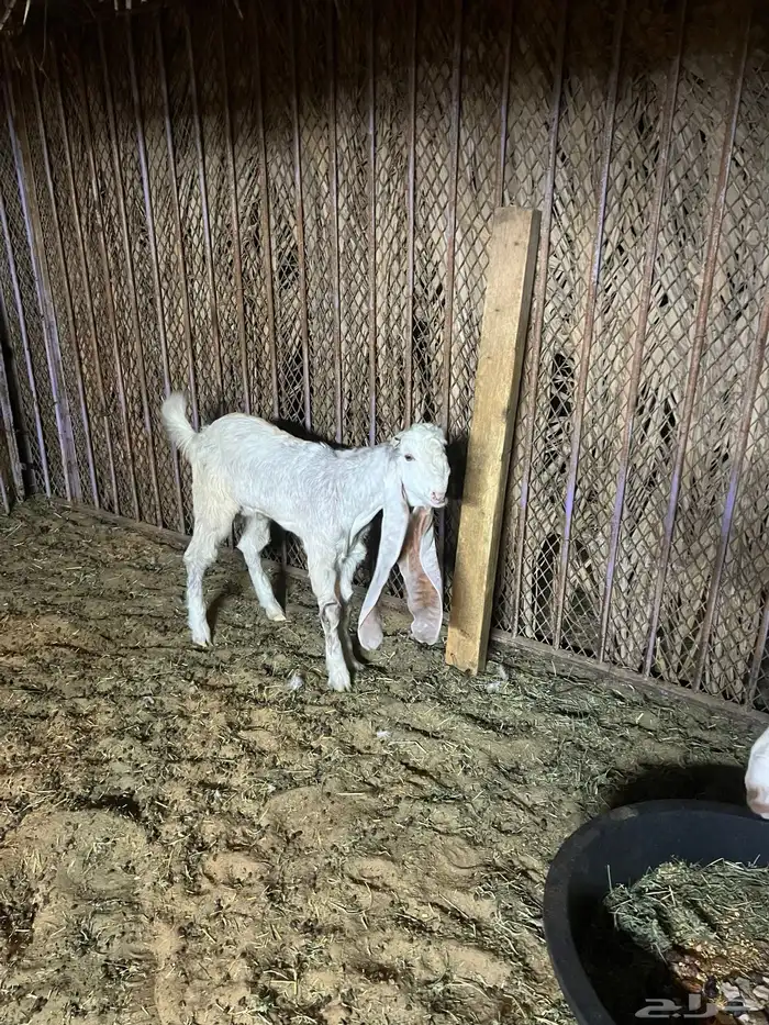 تيس هولندي 0