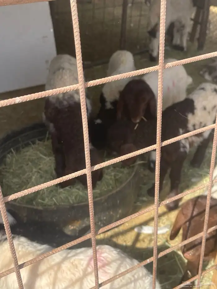 دواغير للبيع 2