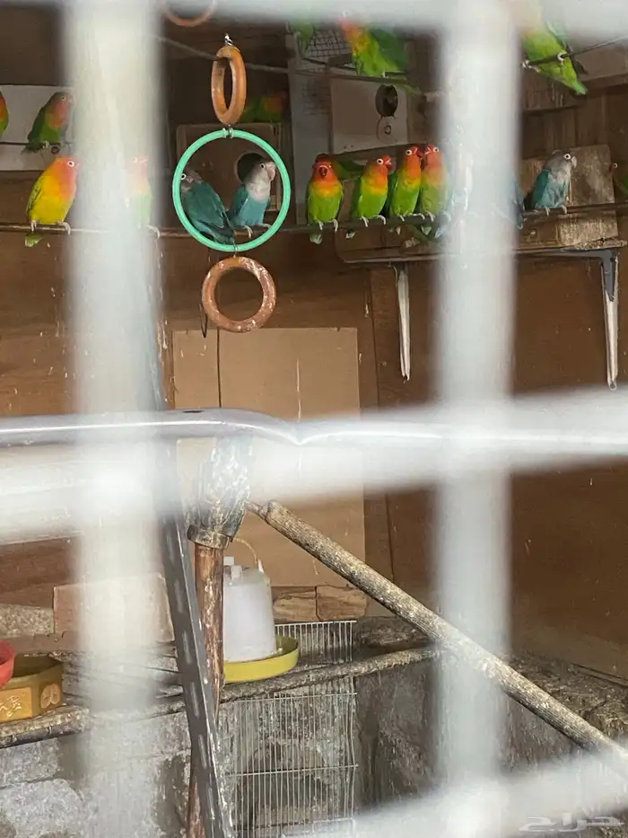 طيور فيشر منتج 0