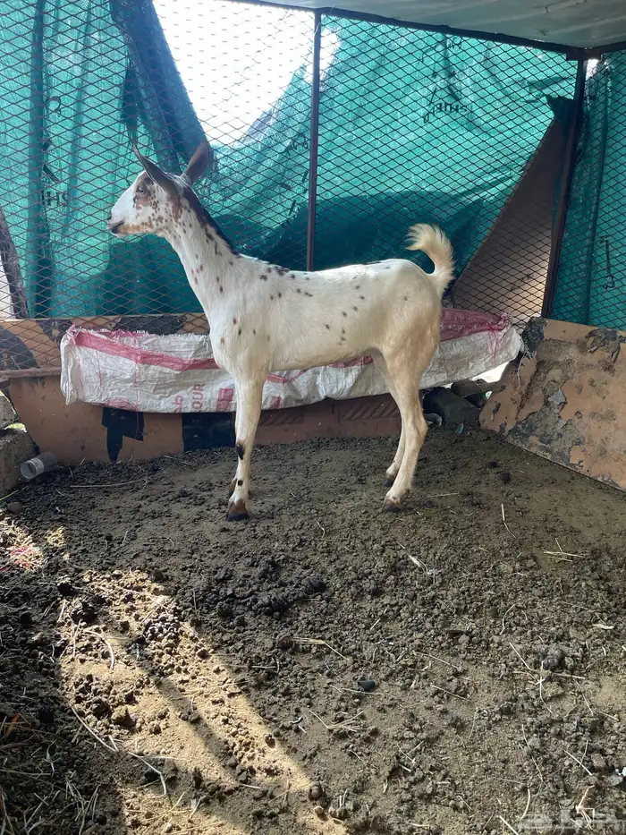 السلام عليكم 4