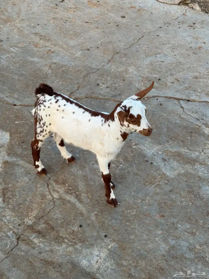 تيوس للبيع 1