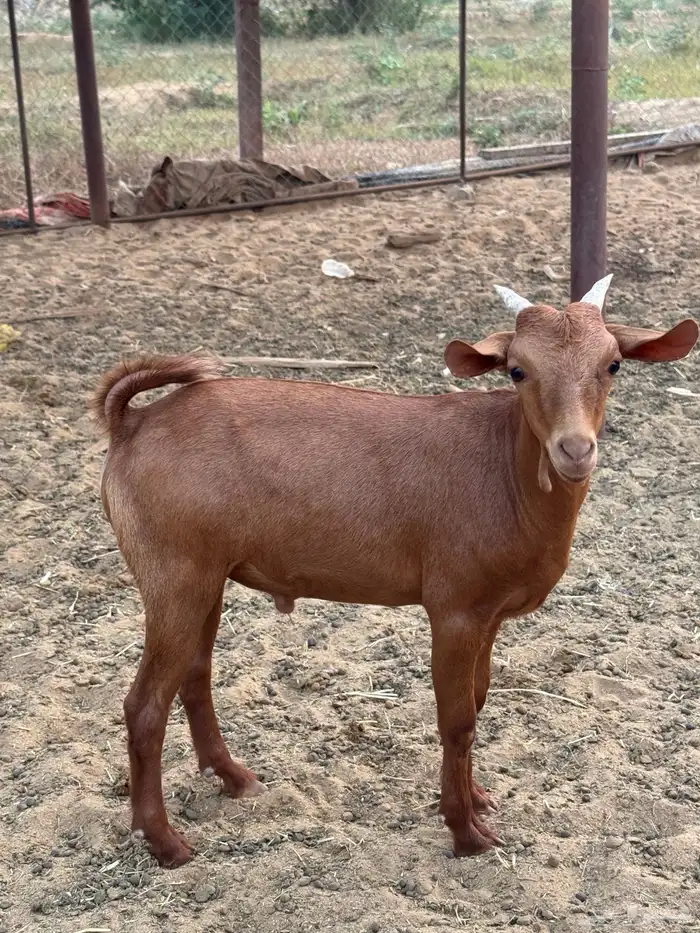 جفرة وتيس دهم بلدي صافي 2