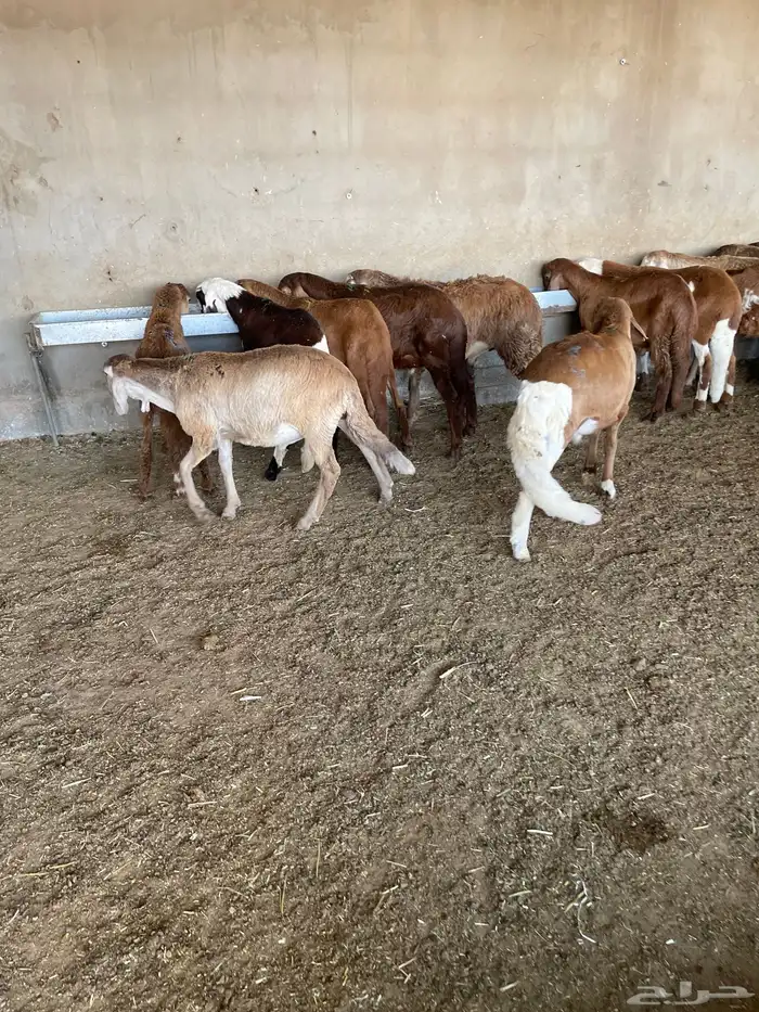 غنم سواكن مخاصي 12