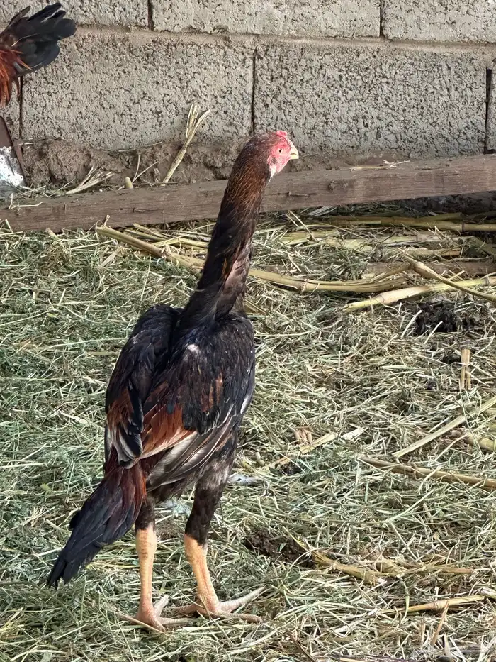 قلاب كورة ودجاج للبيع 11