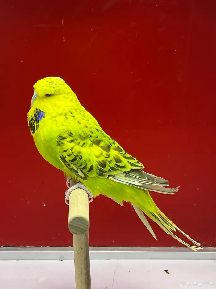 بادجي انجليزي 2