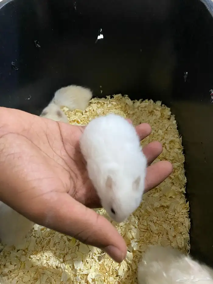 هامسترات للبيع 4