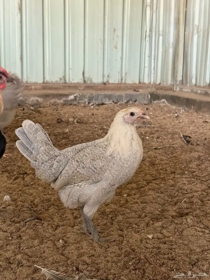 للبيع دجاج 4