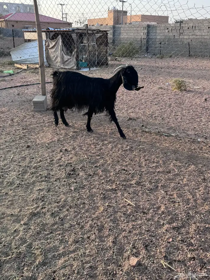 عنز قبرصيه حليب 0