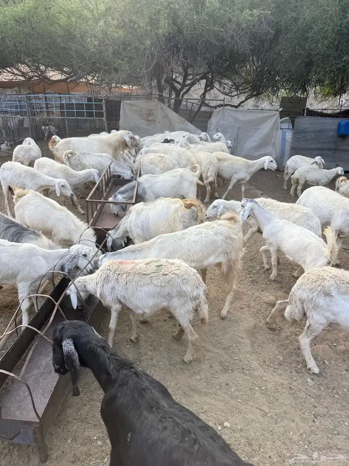 غنم البيع العدد 75 تحتها 8 8