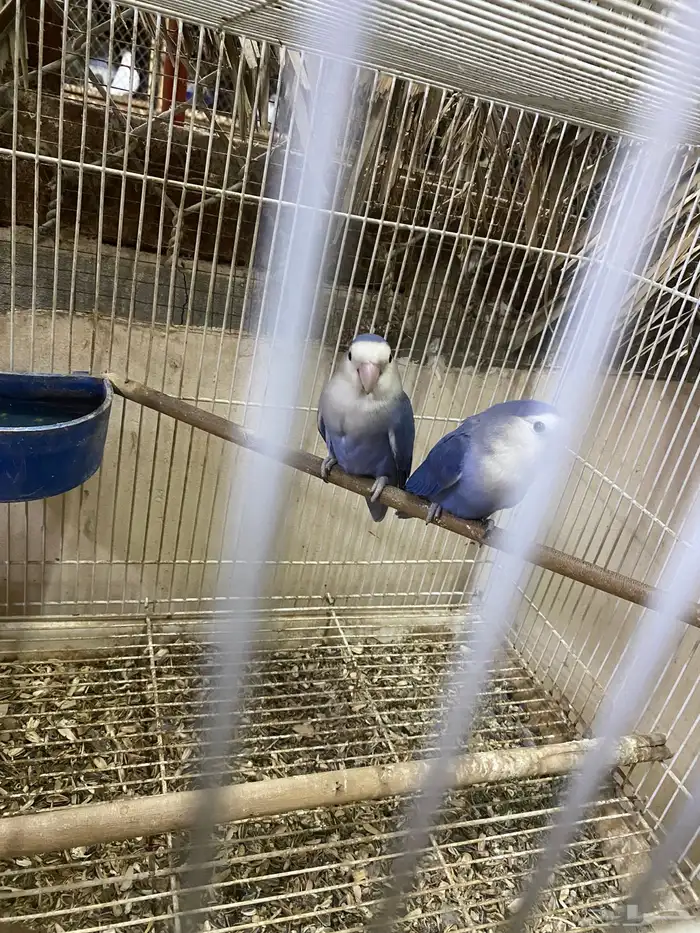 للبيع جوز روز منتج 0