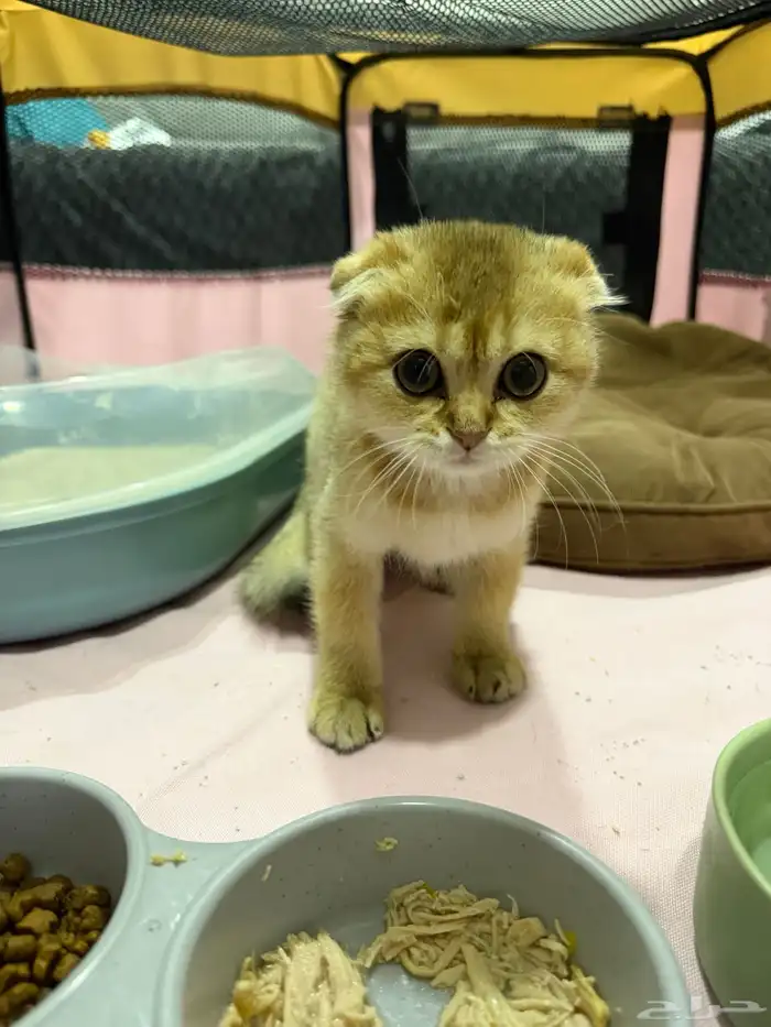 كيتن سكوتش تربل فولد بيور - بيع 1