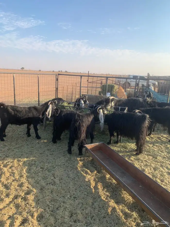 معزا عوارض فاخرات صنف الصنف( تم البيع ) 1