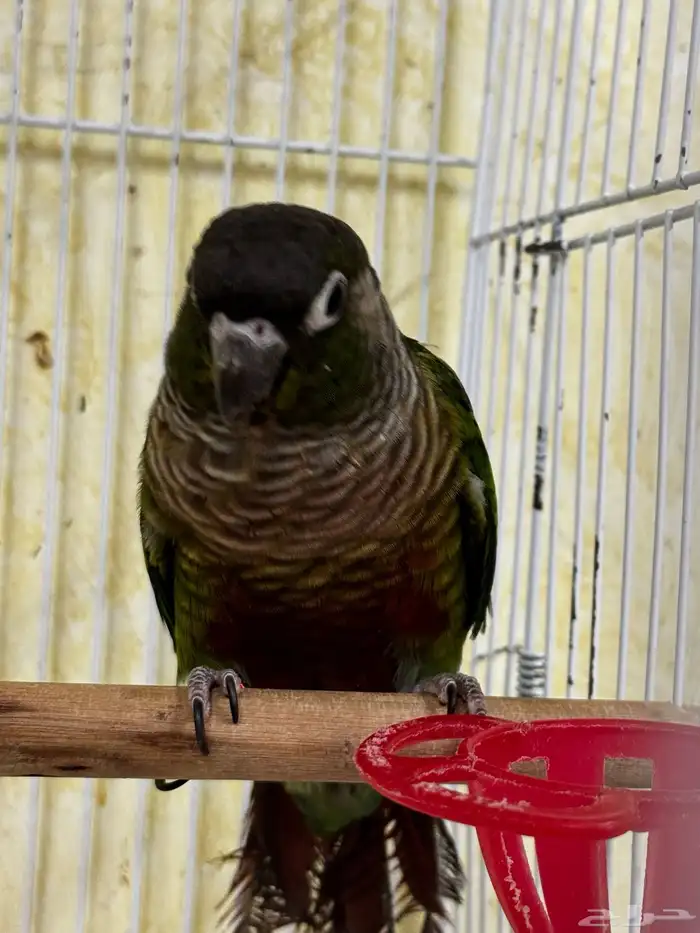 ذكر كنيور قرين شك محلل بشهاداته 2