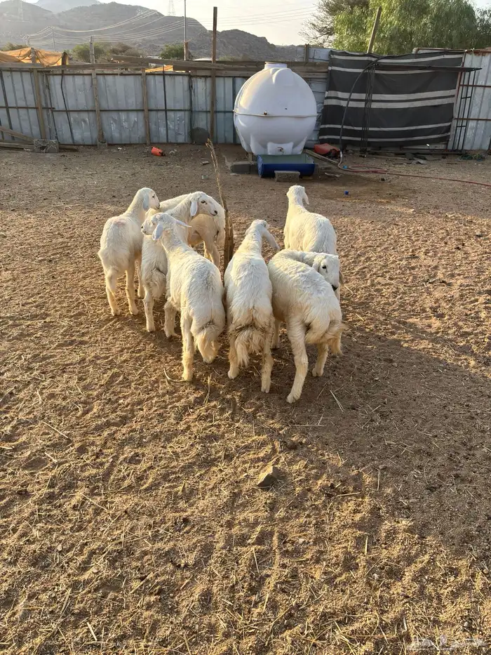 بهم تربيه نظيف 4