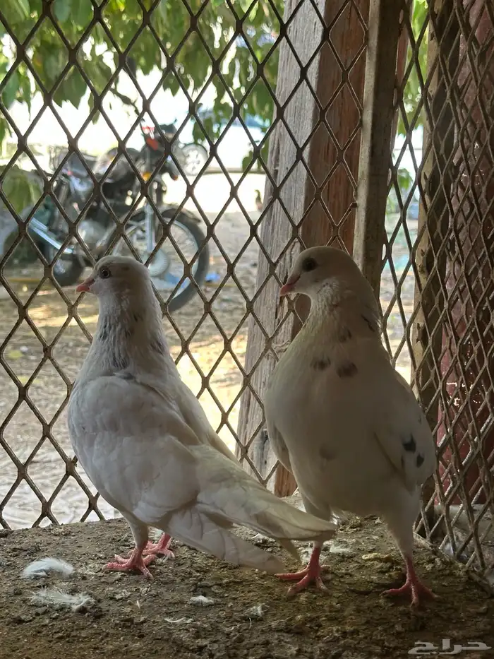 قلاب كورة ودجاج للبيع 5