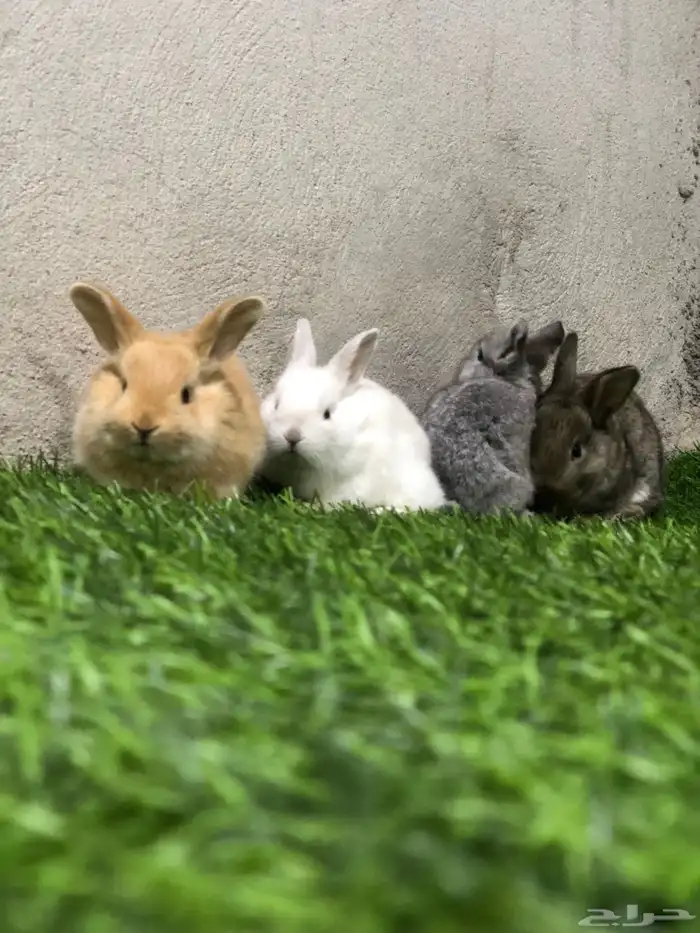 ارانب صغار 13