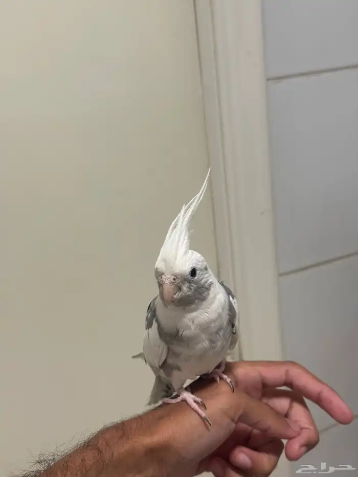 ذكر كروان هولندي بايد اليف متكلم 1