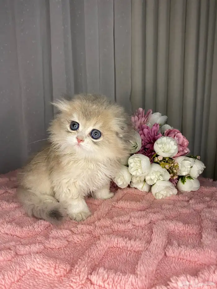 قطط كيتن سكوتش تربل فولد للبيع 6