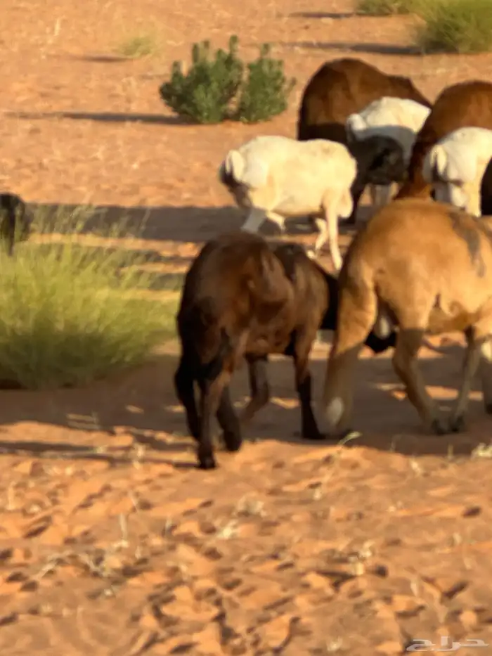 رفيد جذعان مرابي طب وتخير 88