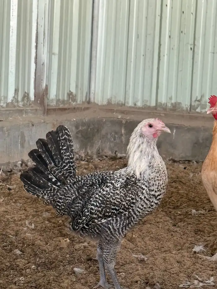 للبيع دجاج 2