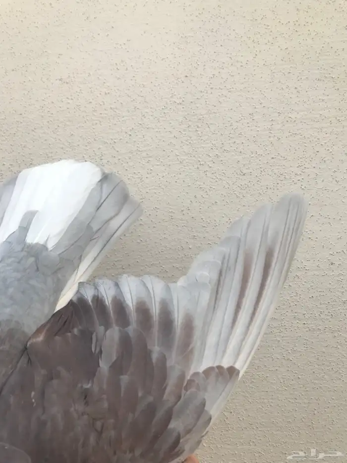 قطايف عرق الدمويات 15