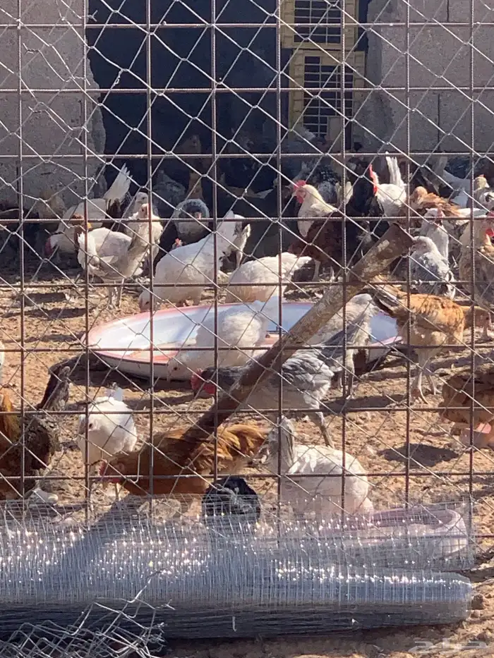 دجاج بلدي ساجر 2