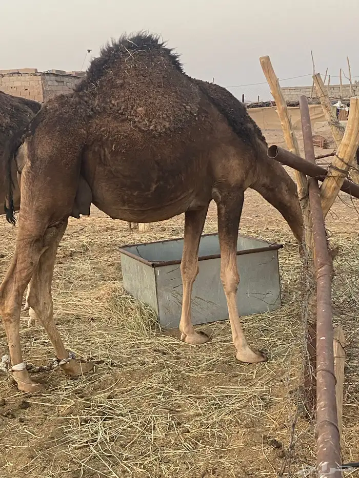 جمل للبيع 3