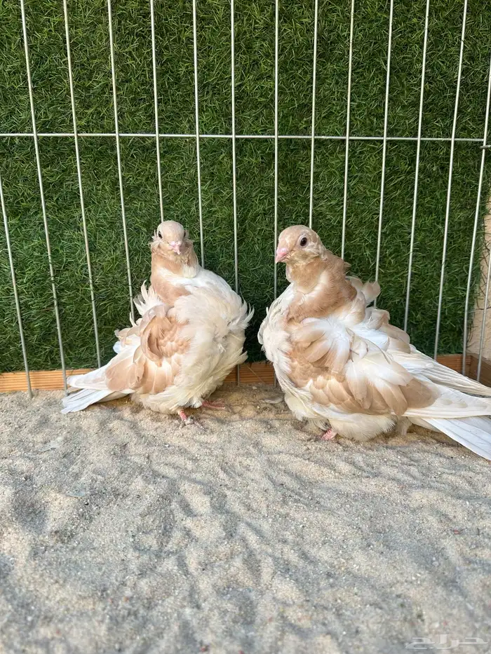 طبه كشكش دبل اوفر 0