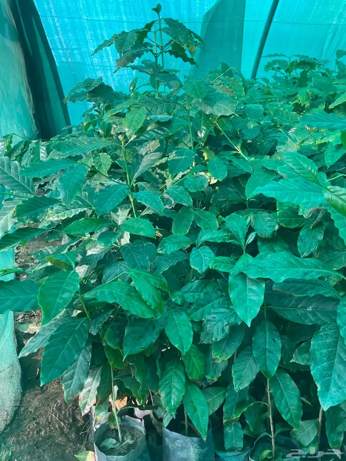 شتلات بن صالبي 2