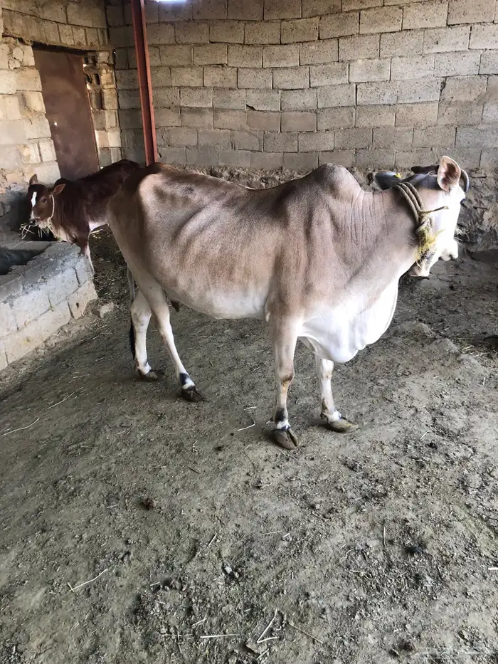 بقره هاديه تحتها حسيلة 2