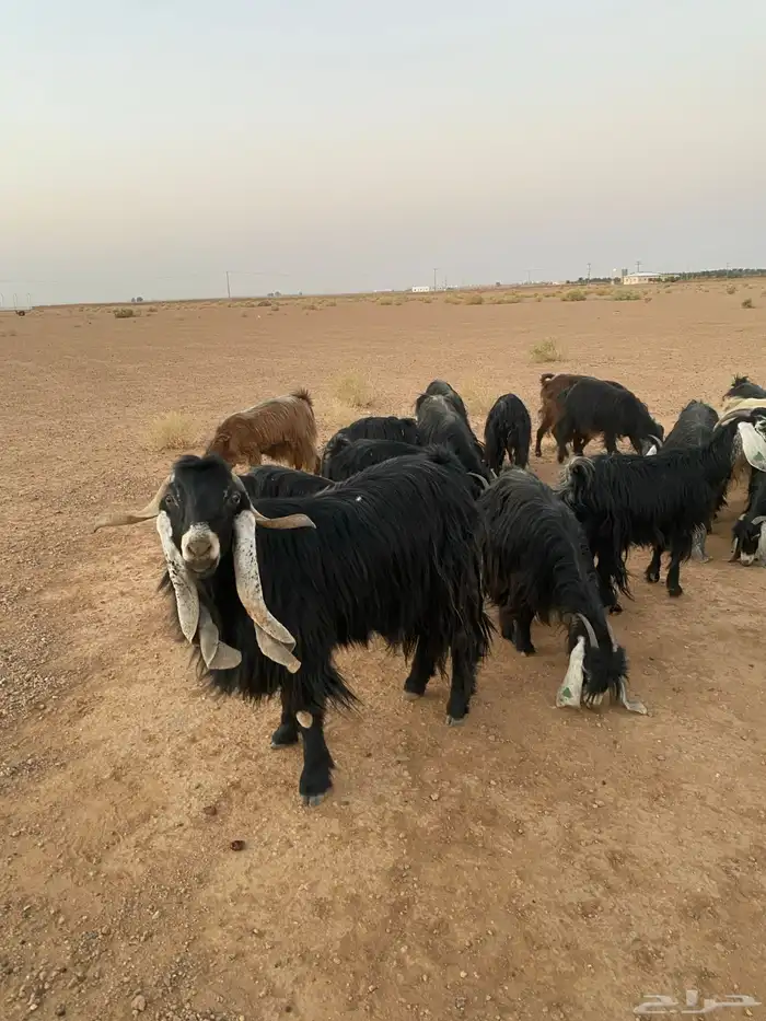 للبيع معزا 1