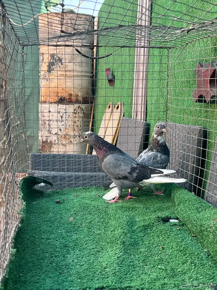 حمام قطايف طبات 15