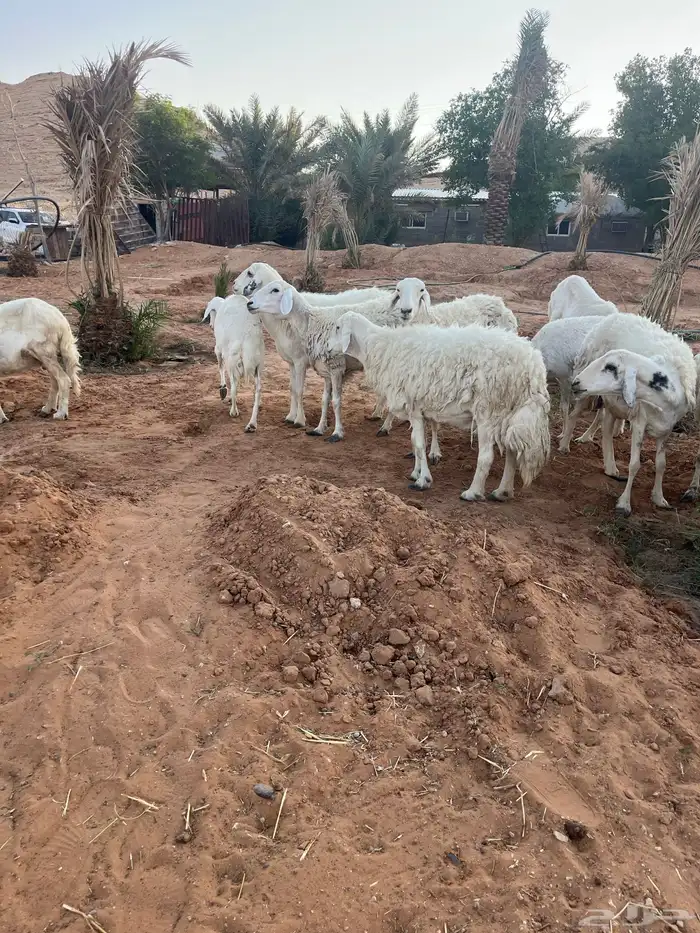 للبيع شياه حريات 14