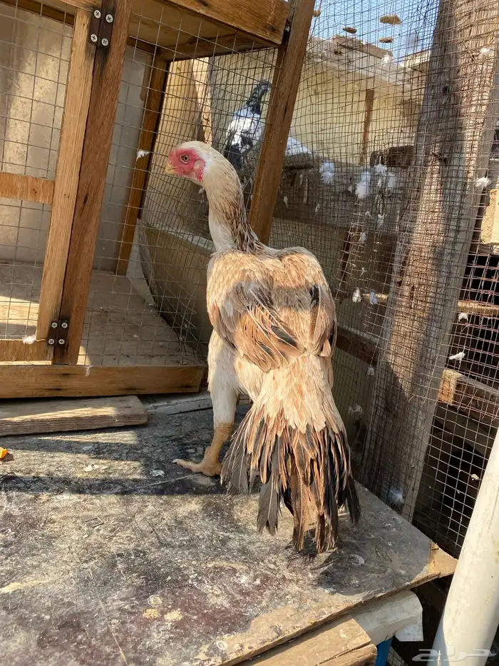 اذناب الهند جوز الأجداد مستورد 5