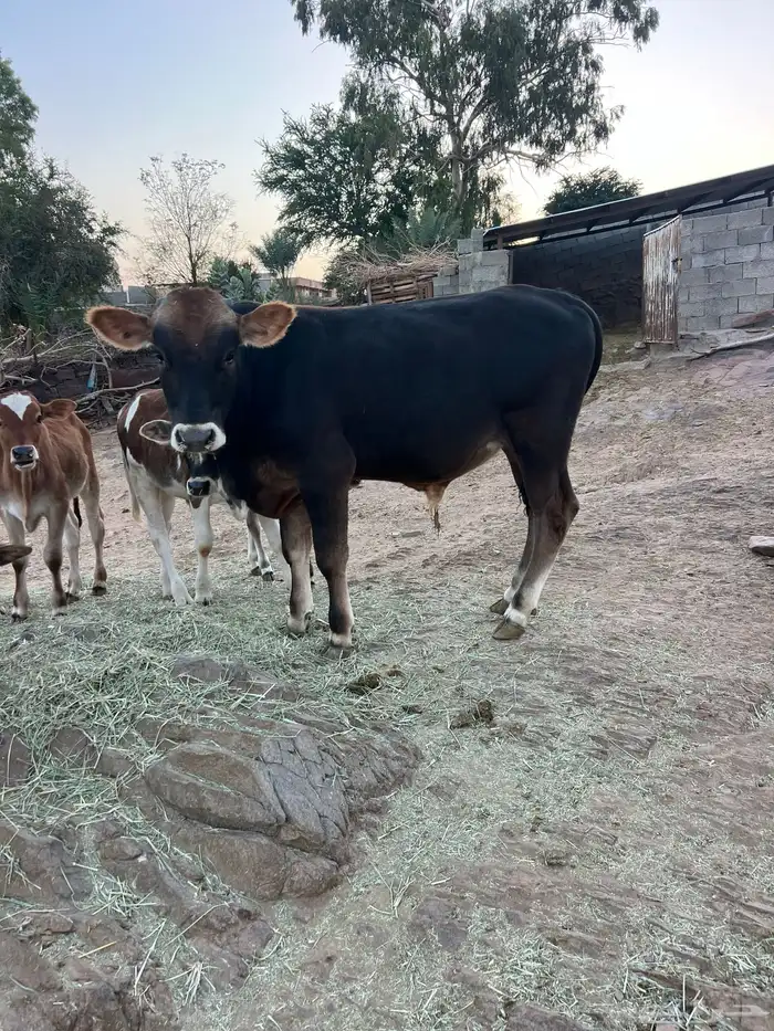 حسلان بلدي 2