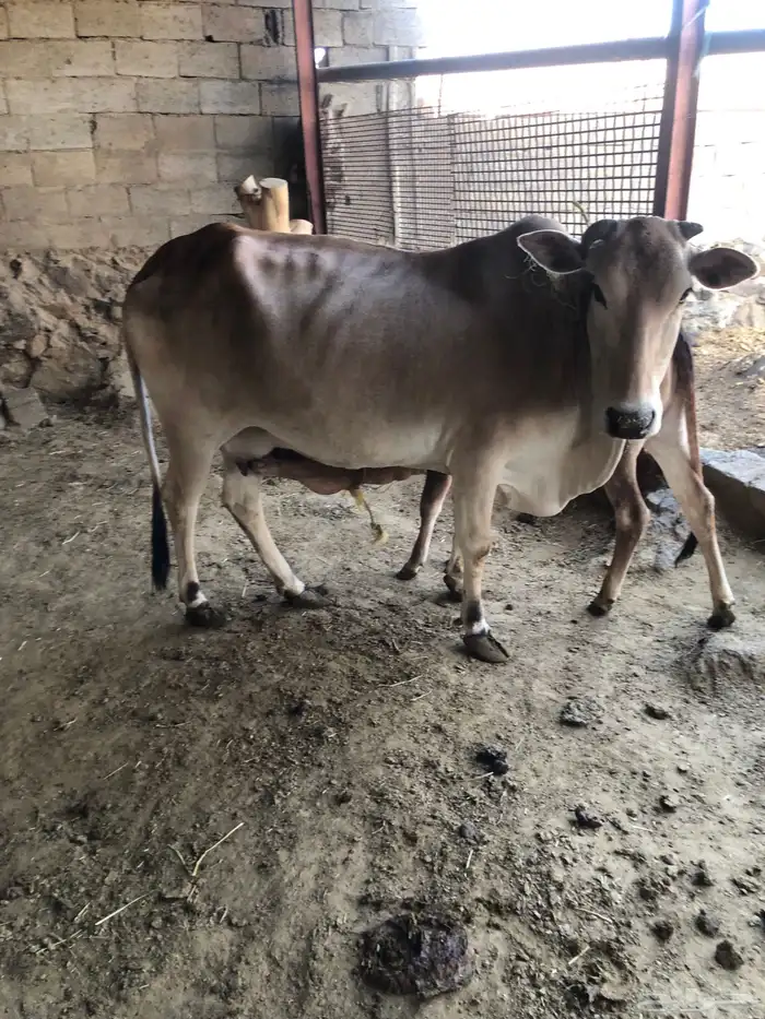 بقره هاديه تحتها حسيلة 3