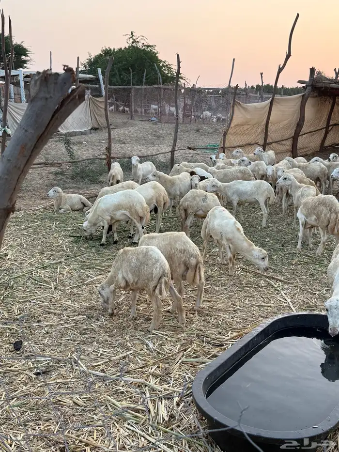 خرفان للبيع 5