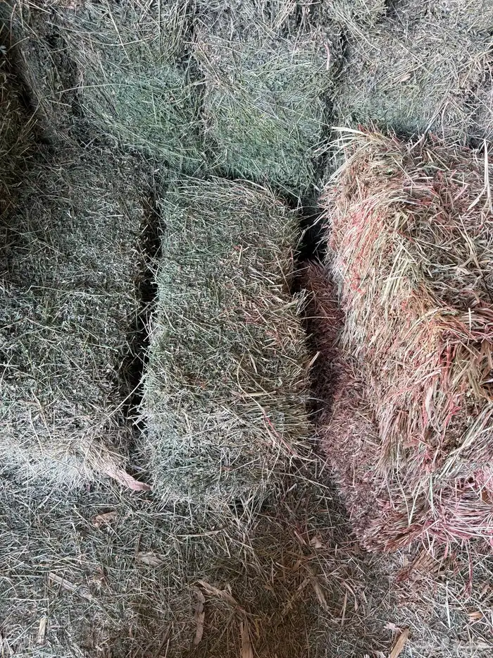 ذرة جيزانيه ناعمه   برسيم صافي ورق 3