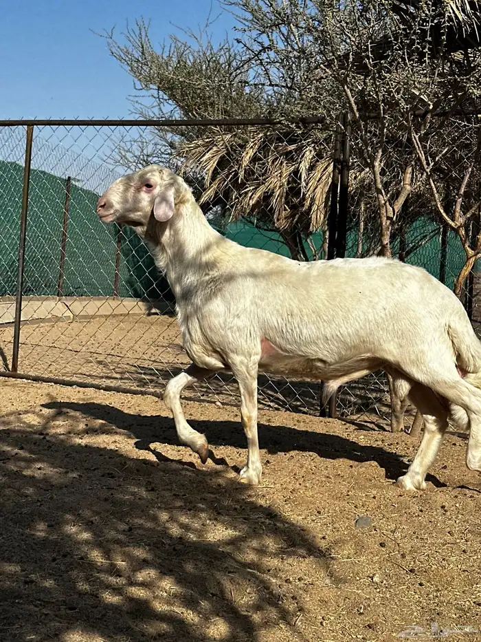 فحل اصفر ابرص 2