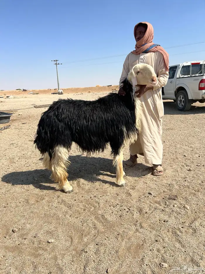 فحل نجدي السن توه مربع 0